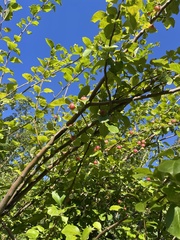 Malus prunifolia