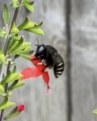 Xylocopa tabaniformis parkinsoniae