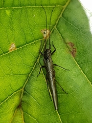 Plecoptera