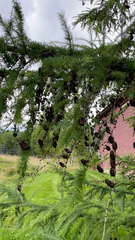 Larix decidua