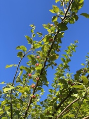 Malus prunifolia