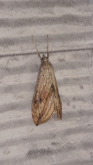 Evergestis forficalis