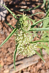 Asclepias hirtella