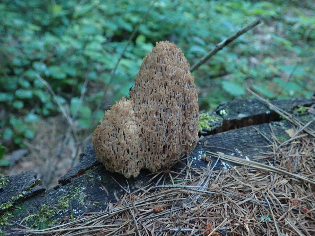 Artomyces microsporus