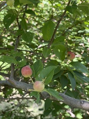 Malus prunifolia