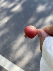 Malus prunifolia