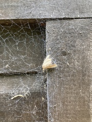 Tineola bisselliella