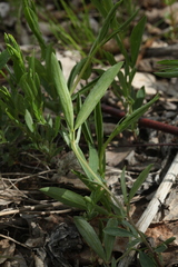 Lathyrus tuberosus