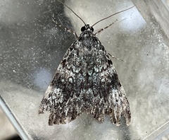 Catocala lineella