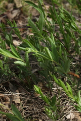 Lathyrus tuberosus