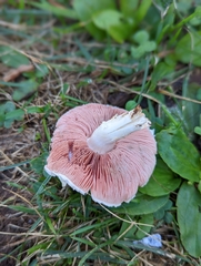 Agaricus crocodilinus