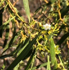 Myoporum platycarpum
