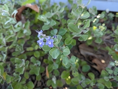 Vitex rotundifolia