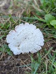 Agaricus crocodilinus