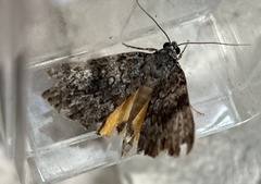 Catocala lineella