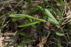 Lathyrus tuberosus
