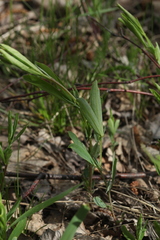 Lathyrus tuberosus