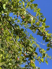 Malus prunifolia