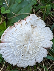 Agaricus crocodilinus