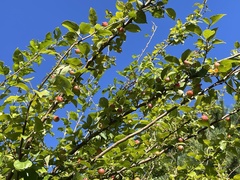 Malus prunifolia