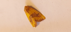 Atethmia centrago