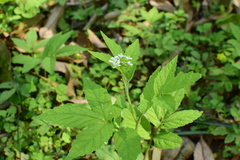 Cardamine leucantha