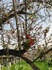 Tristerix corymbosus