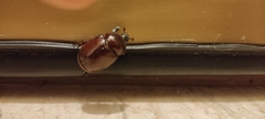 Phyllognathus excavatus