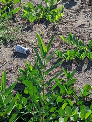 Alysicarpus ovalifolius