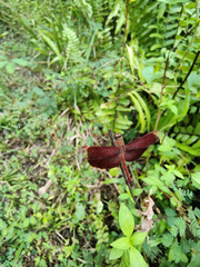 Neurothemis fluctuans