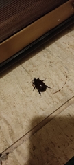 Phyllognathus excavatus