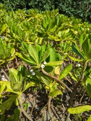Scaevola taccada