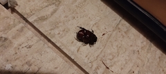 Phyllognathus excavatus