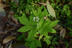Cardamine leucantha