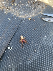 Dysdera crocata