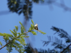 Prinia subflava