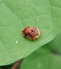Laccoptera nepalensis