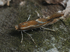 Phyllonorycter corylifoliella