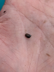 Novisuccinea strigata