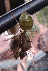 Oecophylla smaragdina