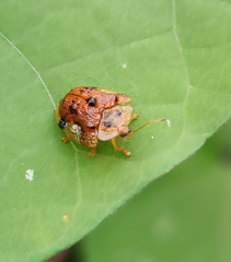 Laccoptera nepalensis