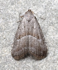 Hypenodes fractilinea