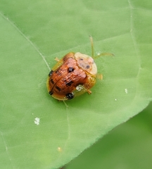 Laccoptera nepalensis