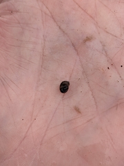 Novisuccinea strigata