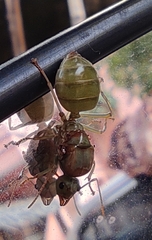 Oecophylla smaragdina