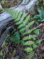 Dryopteris acutodentata