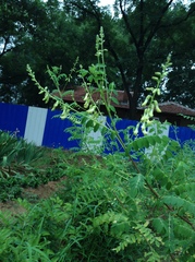 Astragalus mongolicus