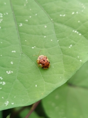 Laccoptera nepalensis
