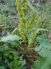 Rumex obtusifolius