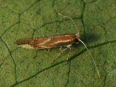 Phyllonorycter corylifoliella